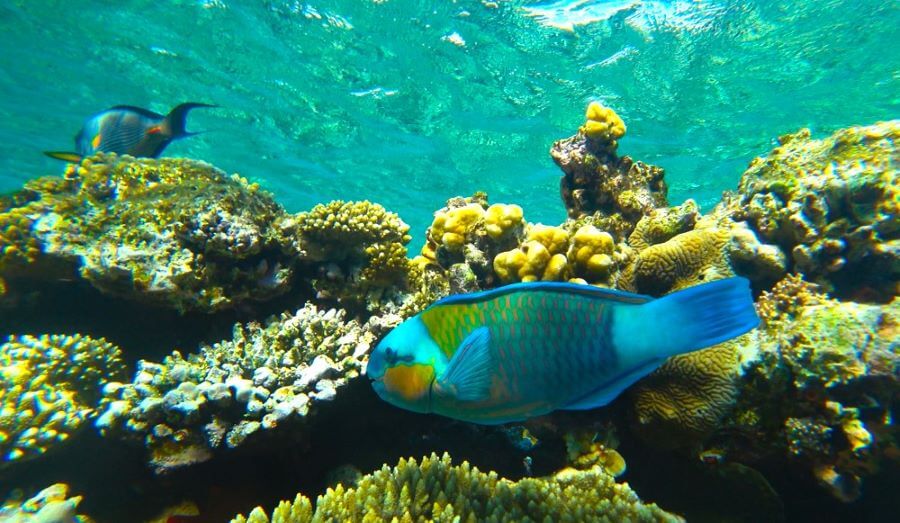 Tips for Scuba Diving in Lakshadweep