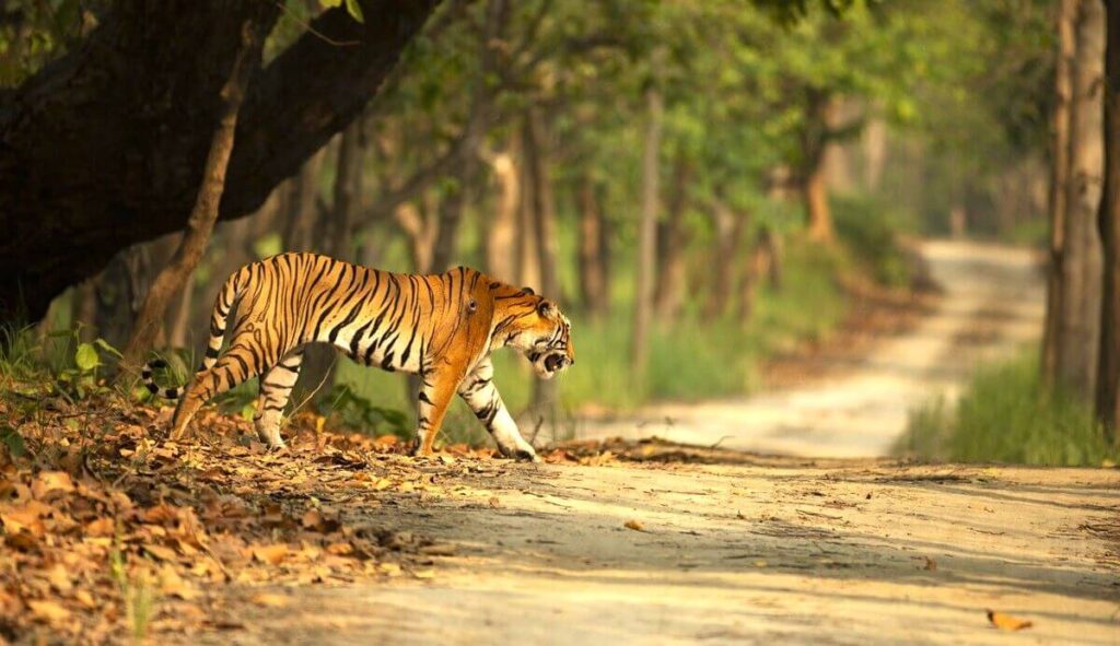 ratapani wildlife sanctuary