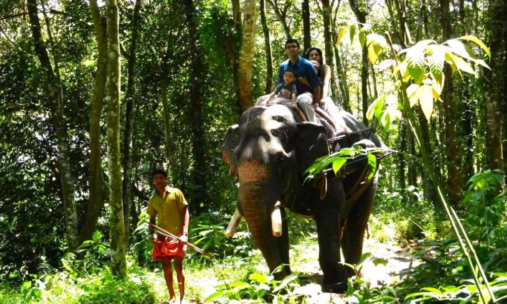 Thekkady-Elephant-Safari-with-Kids