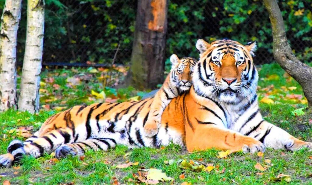 Wildlife National Parks India