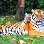Wildlife National Parks India