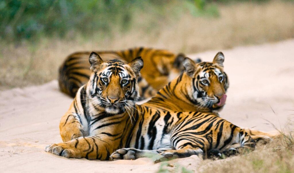 bandhavgarh national park madhya pradesh