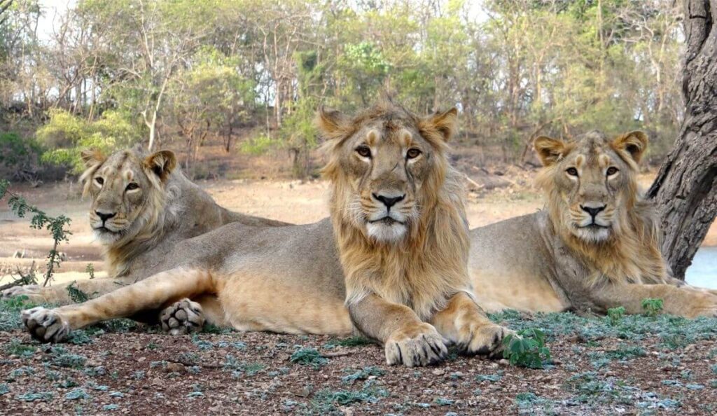gir national park gujarat