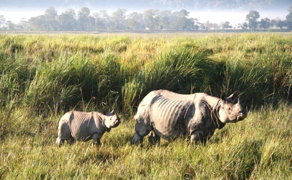 kaziranga national park assam