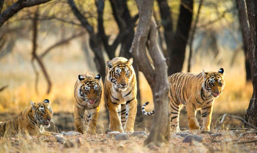 ranthambore national park rajasthan