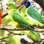 Bird Watching Destinations in India