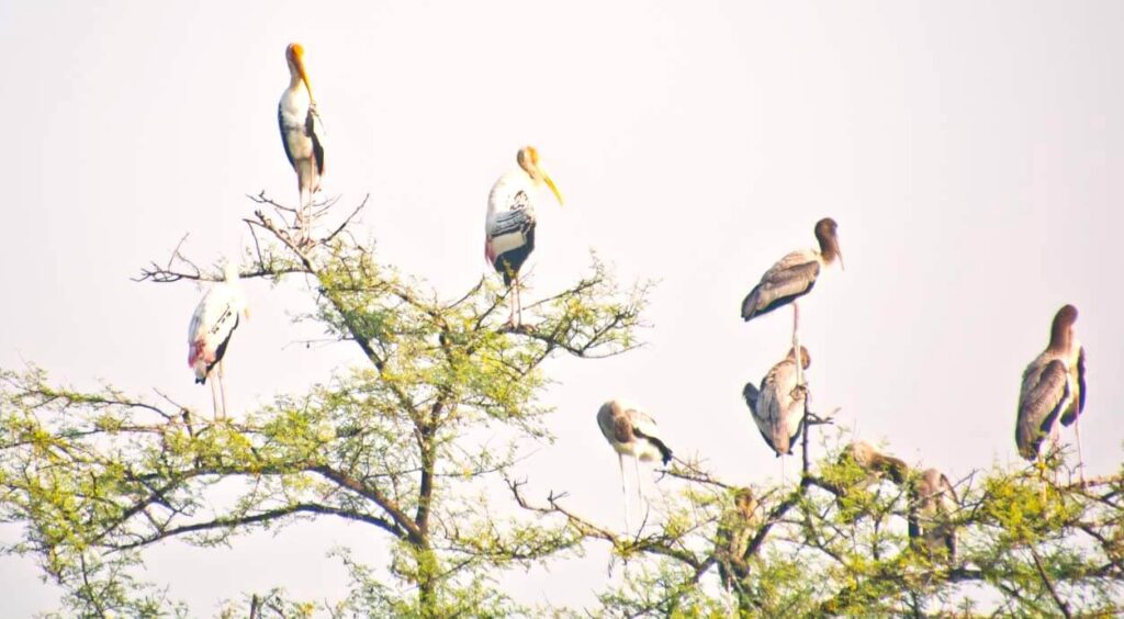 bharatpur bird sanctuary