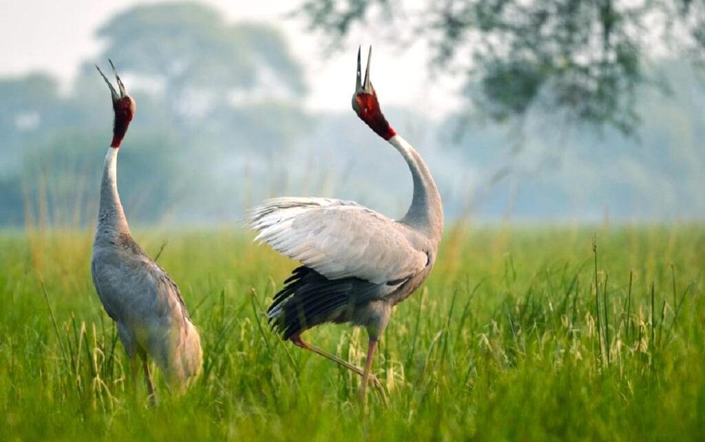 bharatpur bird sanctuary rajasthan