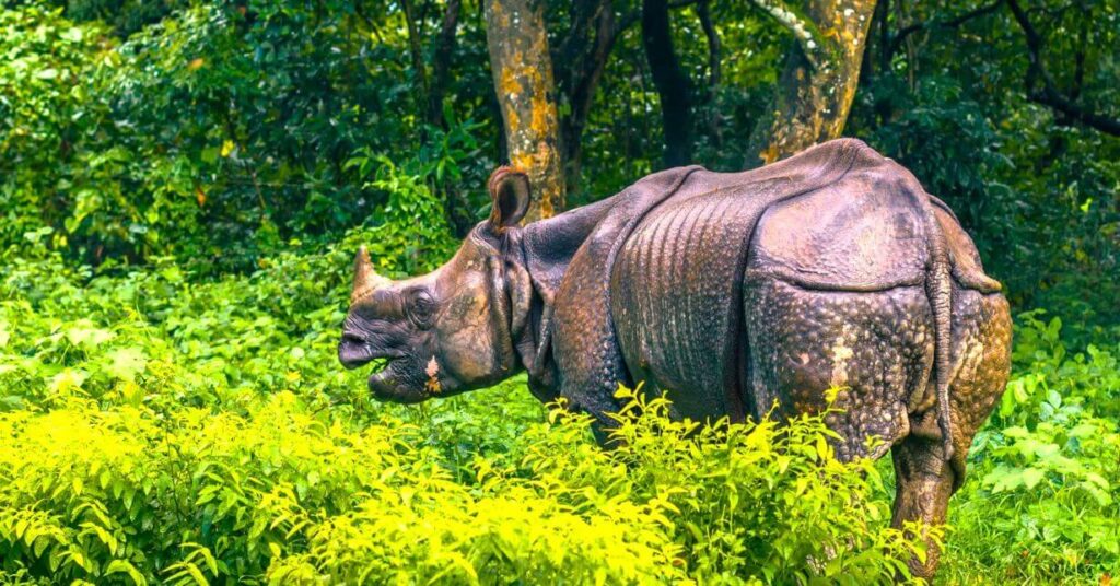 chitwan national park nepal