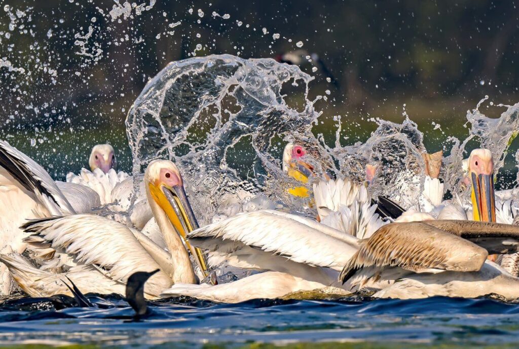 keoladeo national park