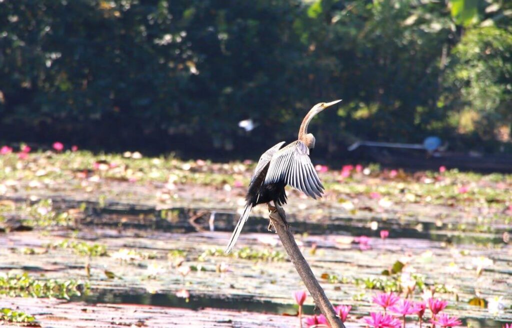 kumarakom bird sanctuary kerala