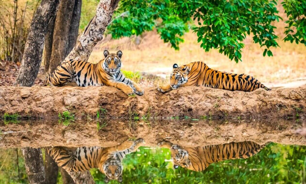 Kanha National Park