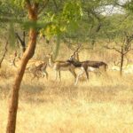 forests in india
