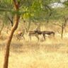 forests in india