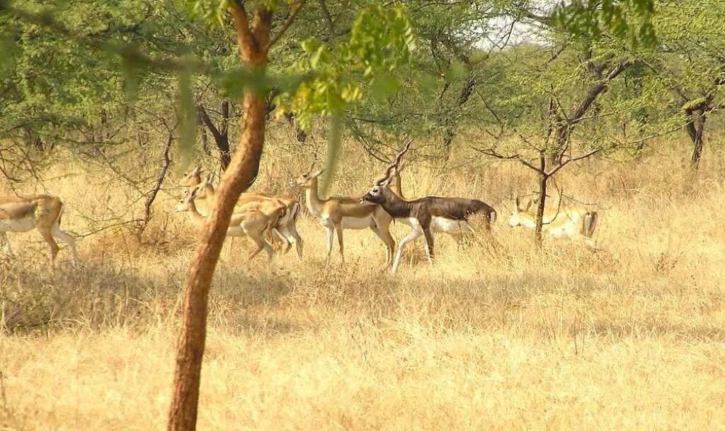 forests in india