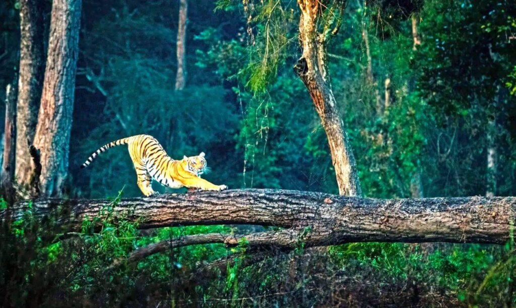 jim corbett national park