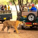 jungle safari ranthambore