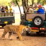jungle safari ranthambore