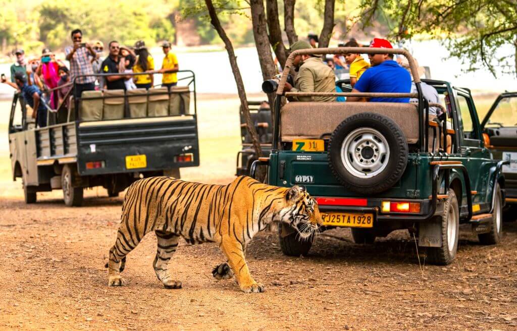 jungle safari ranthambore