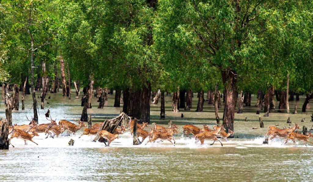 sundarbans mangrove forest
