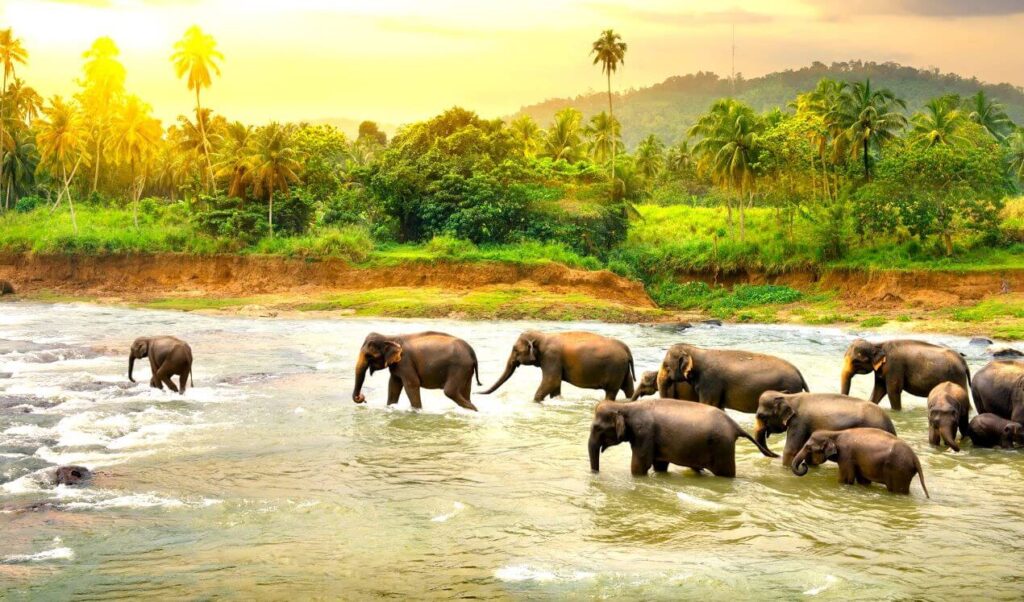 thekkady kerala