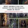What Animals Can You Expect to See on Wildlife Tours in India?