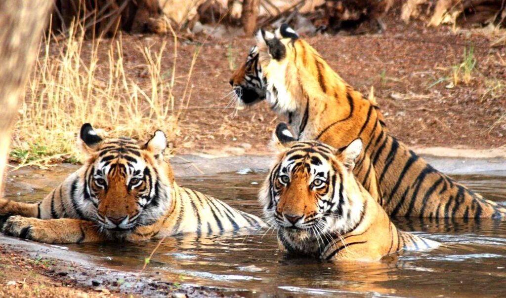 jim corbett national park uttarakhand