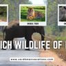 The Rich Wildlife of India