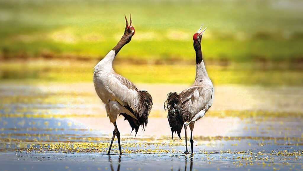 Black-necked Crane – State Bird of Ladakh