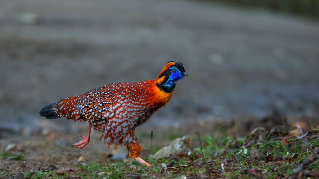 Blyth’s Tragopan – State Bird of Nagaland