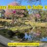 Cherry Blossoms in India 2026: The Ultimate Guide to Sakura Magic in the Himalayas, Northeast & Beyond