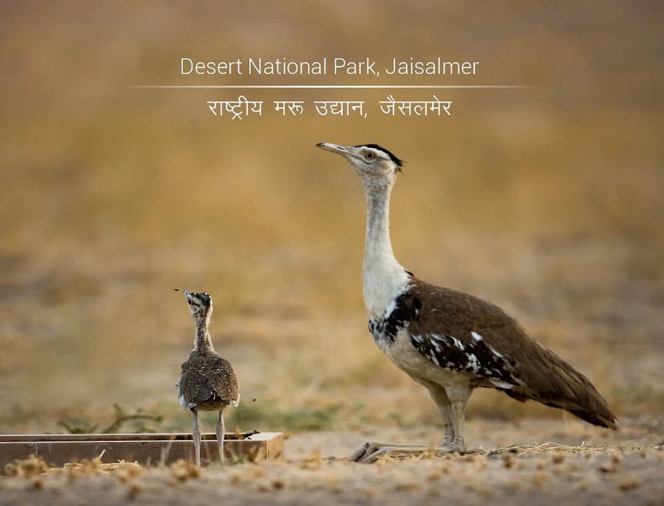 Great Indian Bustard – State Bird of Rajasthan