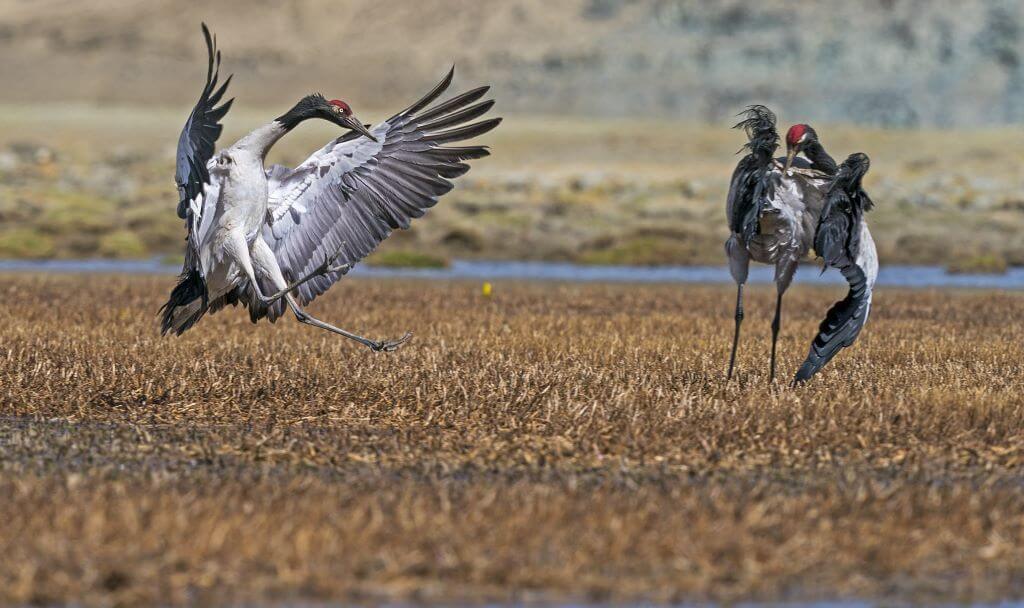India’s Rarest State Birds