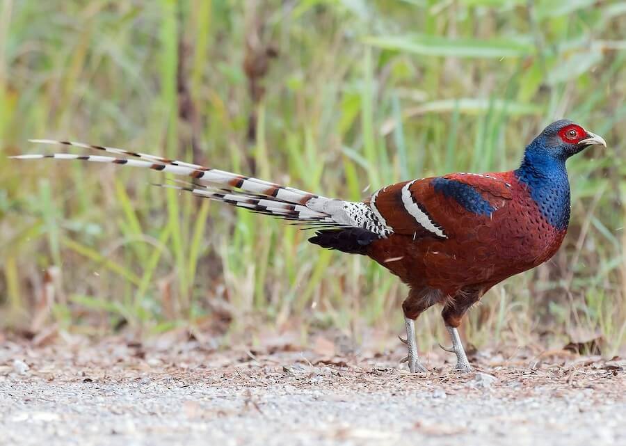 Mrs Hume’s Pheasant – State Bird of Mizoram and Manipur