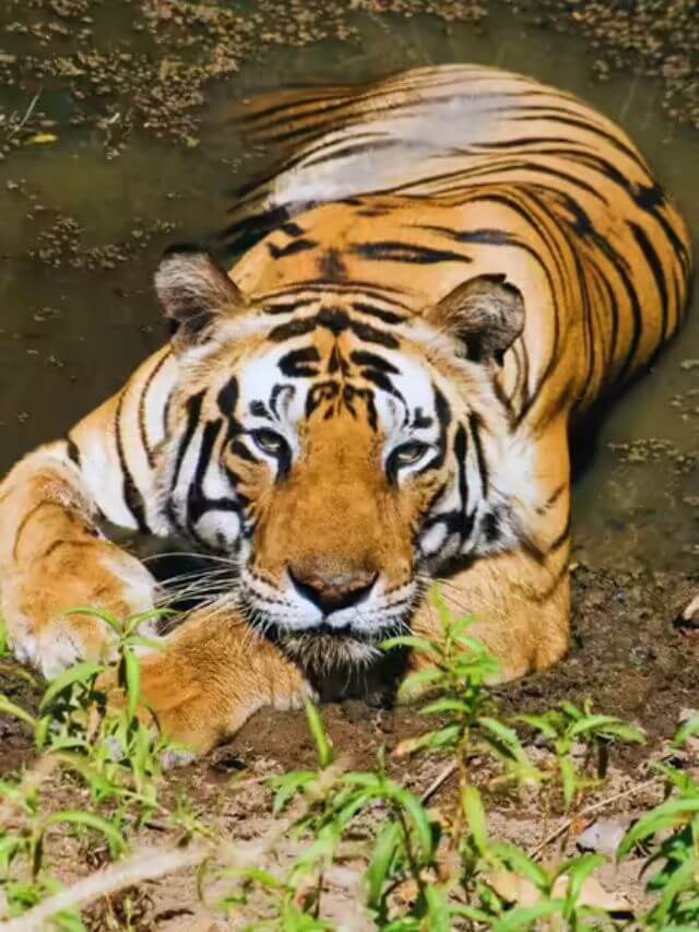 9 Tiger Reserves in Madhya Pradesh – Tiger State of India