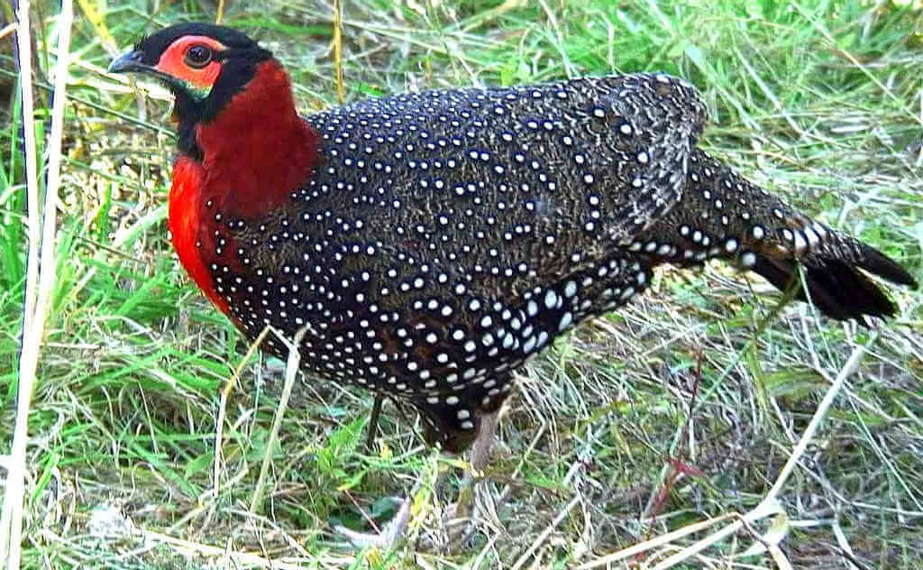 Western Tragopan – State Bird of Himachal Pradesh