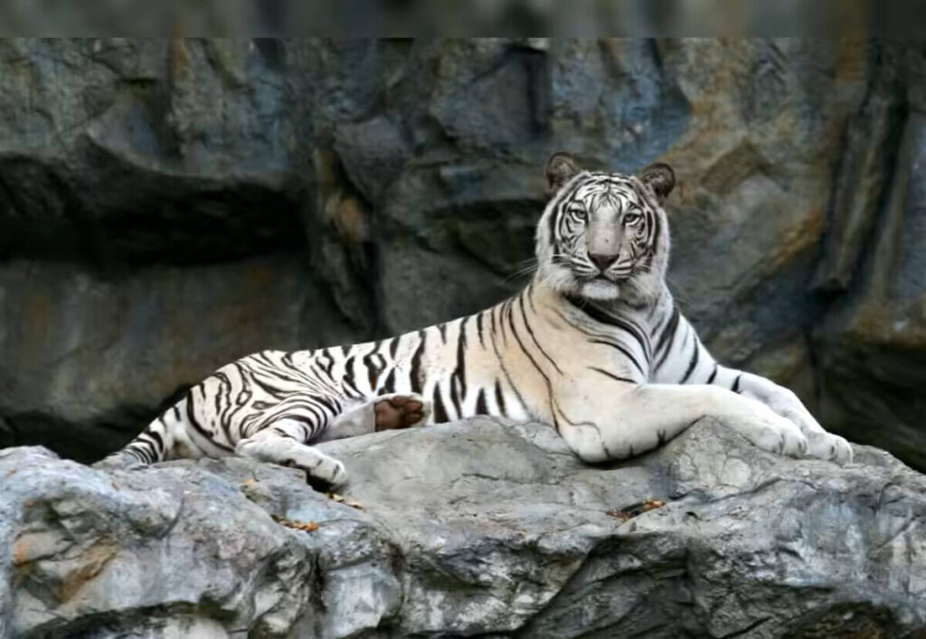 White Tiger