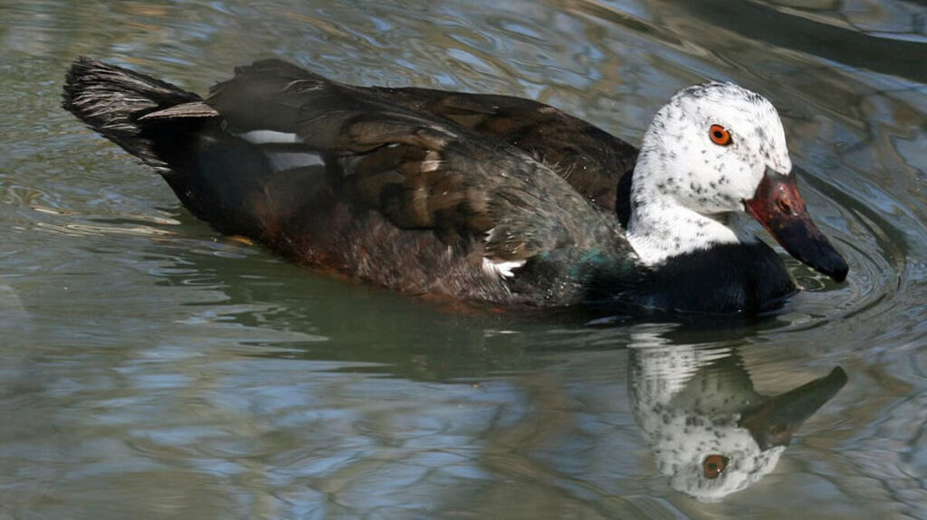 White-winged Wood Duck – State Bird of Assam