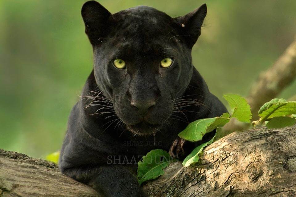 black panther