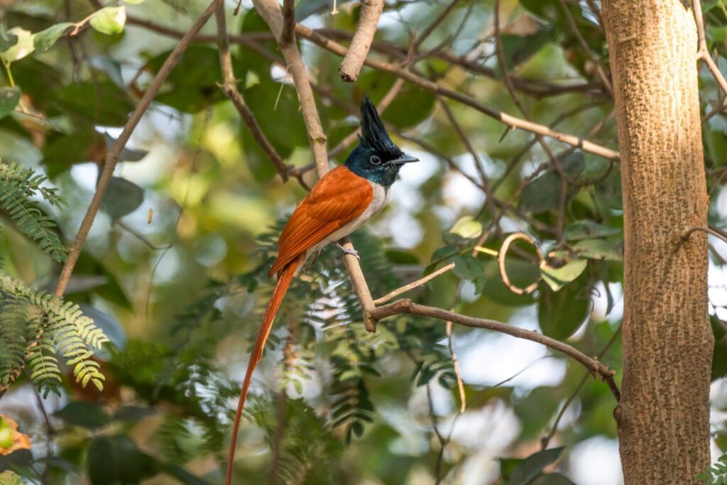 Asian Paradise Flycatcher