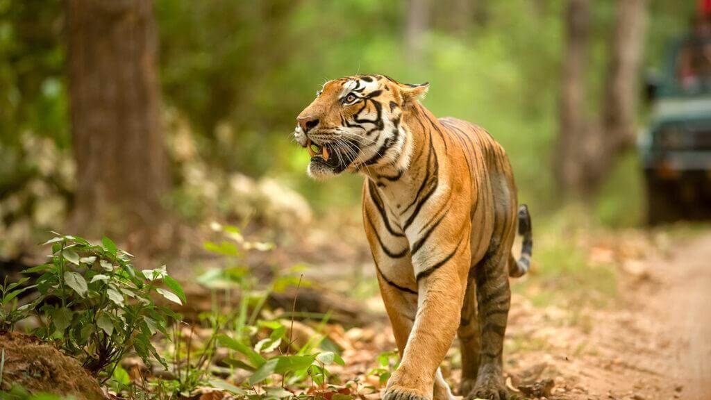 Bandhavgarh National Park