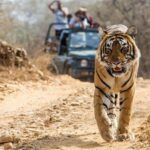 Bandhavgarh National Park