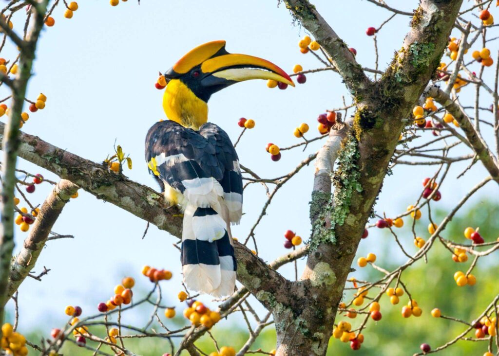 Great Hornbill