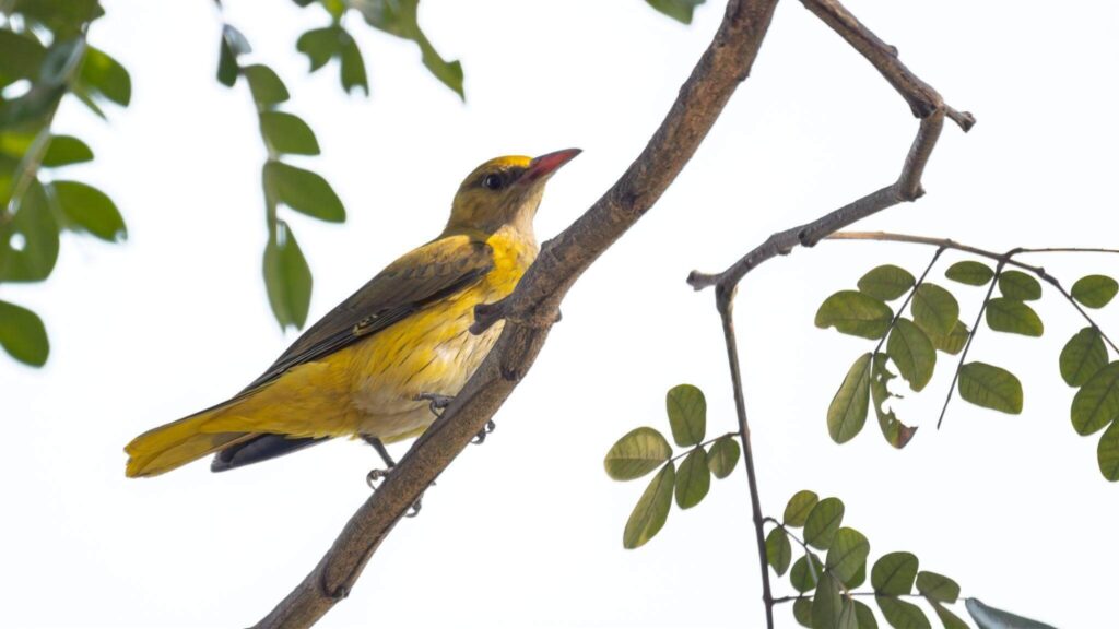Indian Golden Oriole