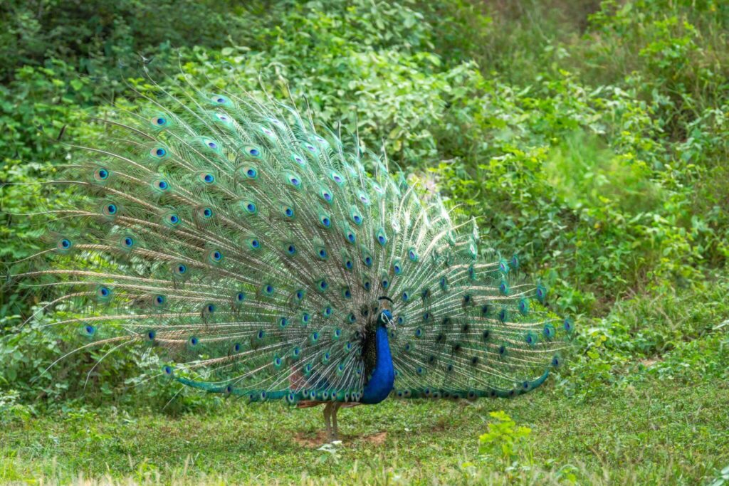 Indian Peafowl