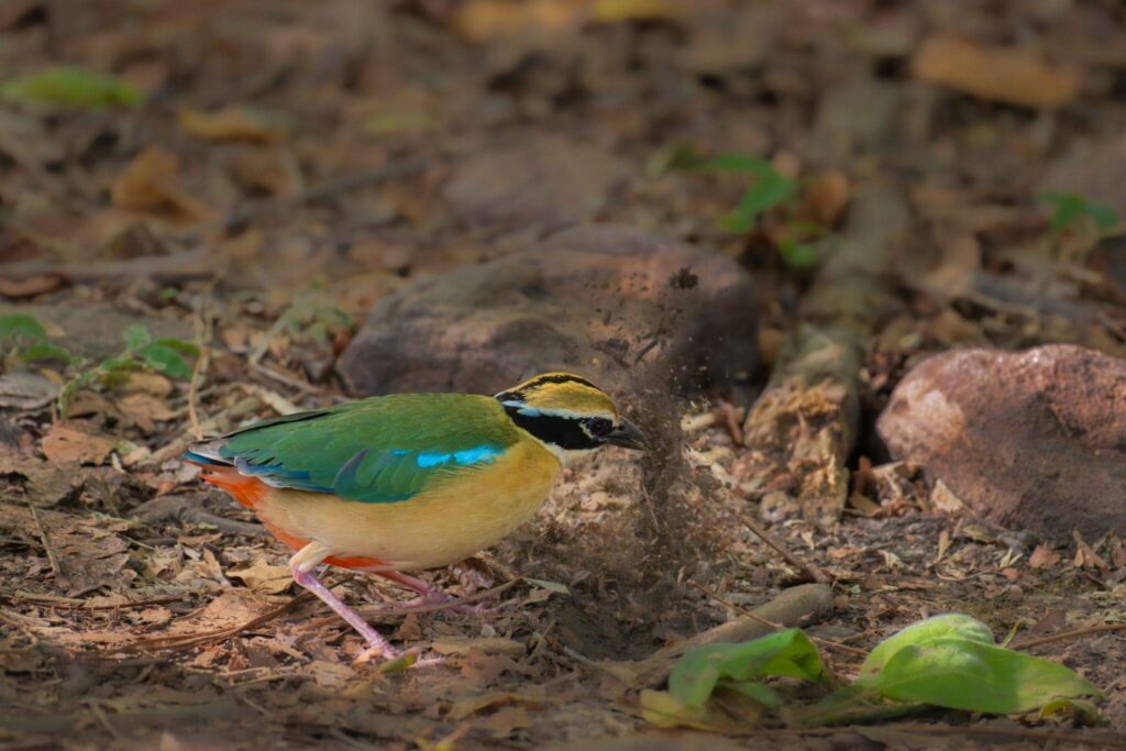 Indian Pitta-Navrang