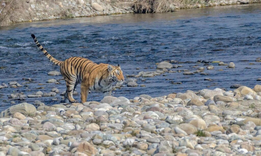 Jim Corbett National Park