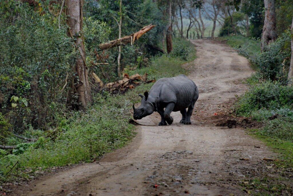 Kaziranga National Park, Assam