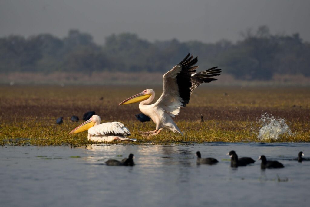 Keoladeo National Park, Rajasthan