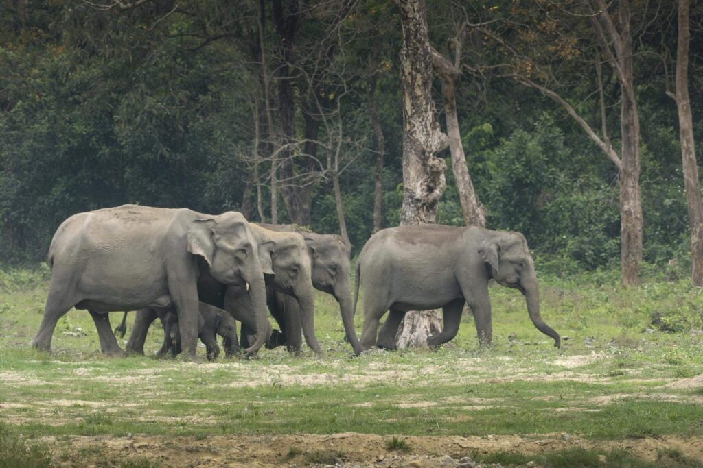 Manas Wildlife Sanctuary, Assam